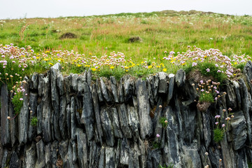 View of cliff face with plants and grass
