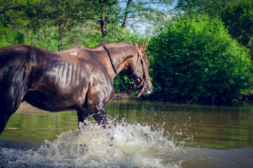 portrait of red trakehner stallion horse in the river in the summer