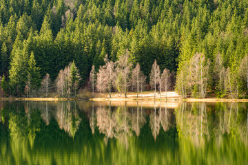 Trees without leaves in autumn on the edge of the lake