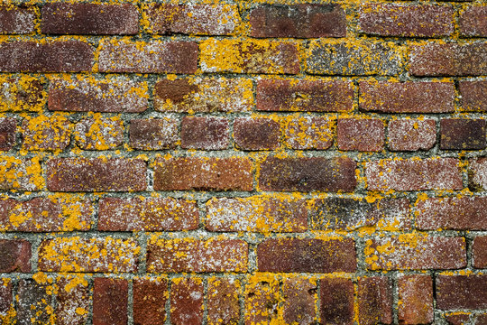 Fototapeta Close up of red brick wall overgrown with yellow lichen