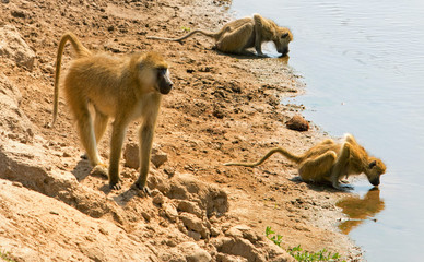 Baboon walking along the shore line of the Luangwa river with two other baboons bending taking a...