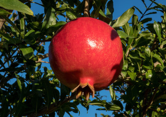 Ripe pomegranate fruit on a tree branch close-up, autumn in Spain