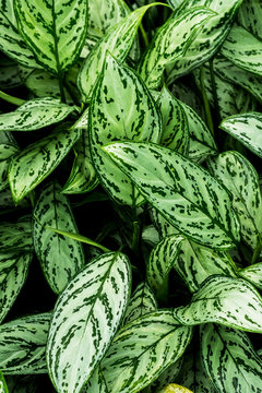 Close Up View Of Lush Green Leaves