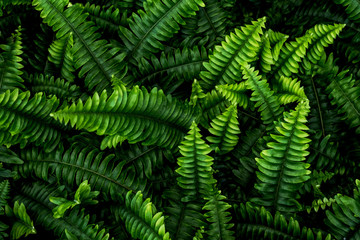 Close up view of lush fern