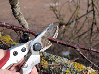 Pruning shears 2