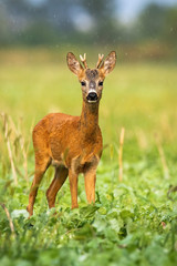 An adorable roe deer buck, capreolus capreolus, standing in the wet summer environment and looking directly into the camera. A curious ruminant observing its surroundings.