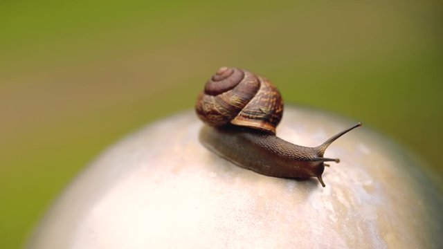 Snail creeping on a stone in Macro shot summer day