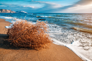 dry tumbleweed on the sea beach