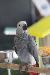 Parrot