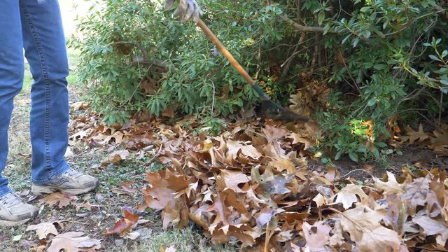 Raking autumn leaves around shrub 4K