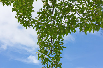 Ast mit Blüten von unten Fotografiert mit blauen Himmel.