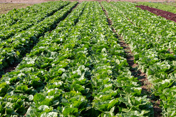 Fototapeta na wymiar The lettuce growing in the field