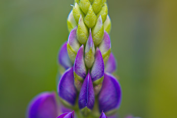 Lupinen Blüten in der Farbe Blau Violett einzeln fotografiert mit Bouquet im Hitergrund.