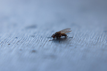 Eine Fliege aus der nähe fotografiert mit schwachen Hintergrund.