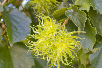 Haselnuss Frucht nach der Blüte und vor dem frucht.