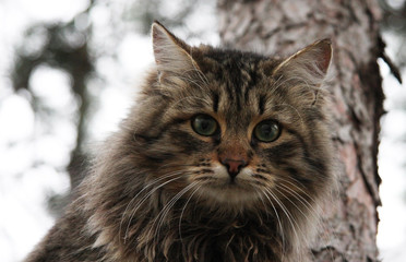 Animals. Fluffy cat with green eyes in nature