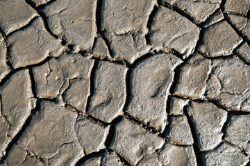 The swamp was dry. Cracked soil