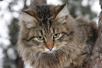 Obraz premium Animals. Fluffy cat with green eyes in nature