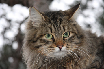 Animals. Fluffy cat with green eyes in nature