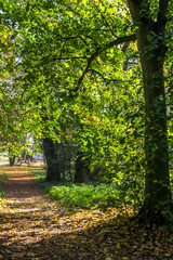 autumn alley in the park with colorful leaves