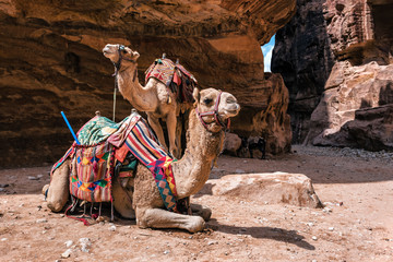 two camels in Siq canyon. Petra