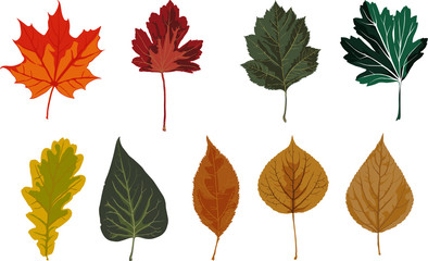 set of autumn leaves

