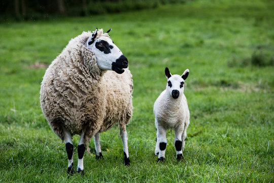 Kerry Hill sheep and lamb on pasture land