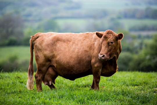 Side view of brown cow standing on farm pasture