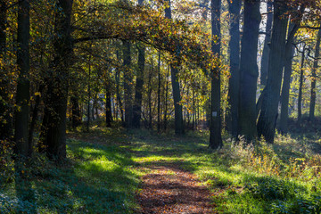 Obraz premium autumn alley in the park with colorful leaves