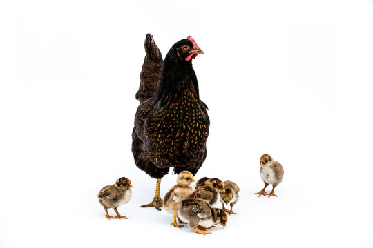 Brown hen with group of chicks