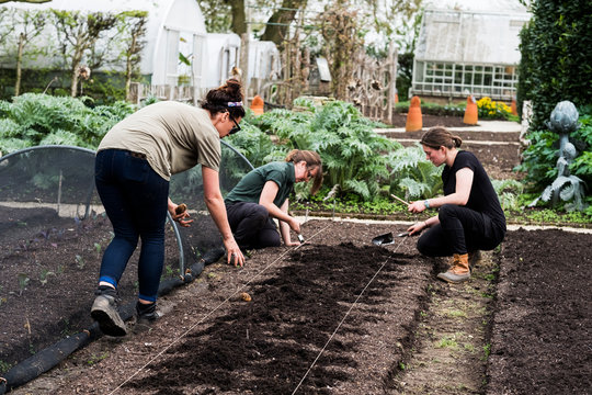 Women working on bed of soil in vegetable garden