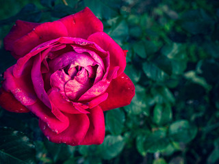 Beautiful red rose from top view with cross-processed colours on the dark green background full of leaves. Symbol of love in beautiful colours.