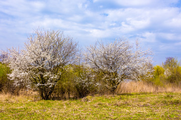 Spring landscape with blossoming trees and bright sky with clouds_