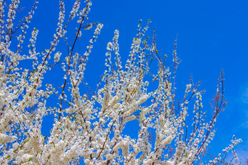 Fototapeta na wymiar Apricot branches with flowers on blue sky background_