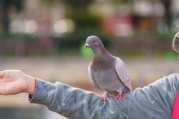 Feeding of pigeons In the Plaza of Spain in Barcelona