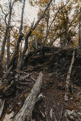bosque de ushuaia