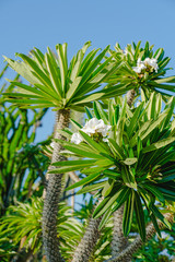 Tropical trees in the garden. Madagascar palm, flowering plant, a member of the succulent and cactus family