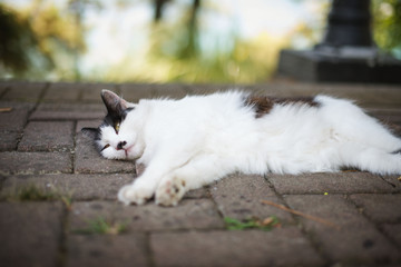Naklejka na ściany i meble cat resting on the street