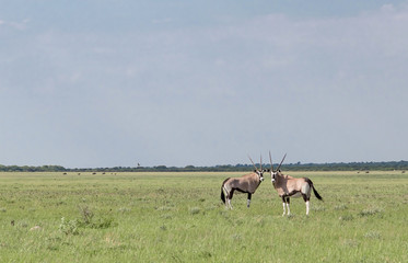 Two oryx standing in an open field in the African savannah