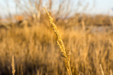 Tall grass in the sunlight as the background