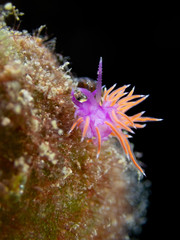 Paraflabellina ischitana, use to be Flabellina, purple pink seaslug with red cerata