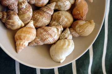 bulots de mer
