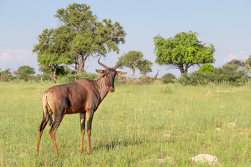 Naklejka na ściany i meble Tsessebe standing on grassy plain in Botswana