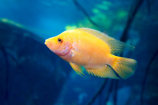 Labidochromis caeruleus yellow aquarium fish.