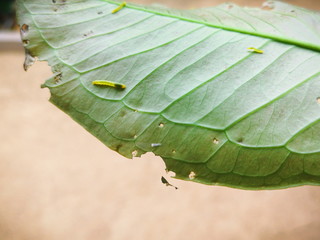 Little worm on green leaf with hole .