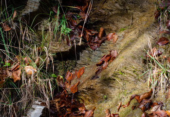 autumn leaves on ground