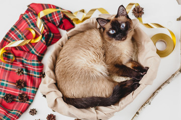 Siamese cat lies in a basket in the New Year`s studio interior on a white background
