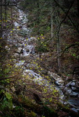 stream in forest