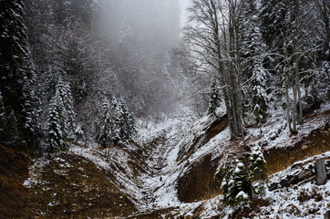 forest in winter