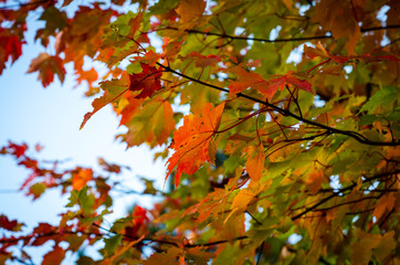 maple leaves in autumn